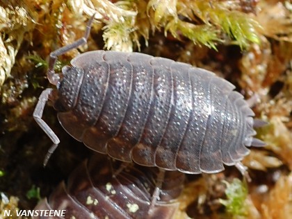 Porcellio scaber